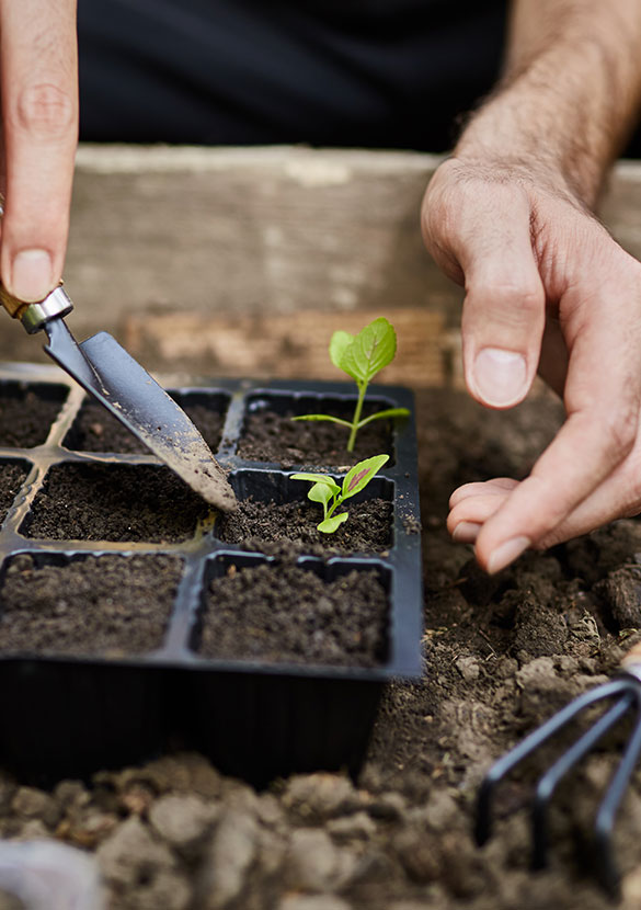 main de jardinier en train de faire un repiquage de plan potager